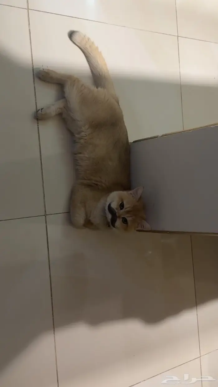 للبيع قط سكوتش قولد شنشلا 2