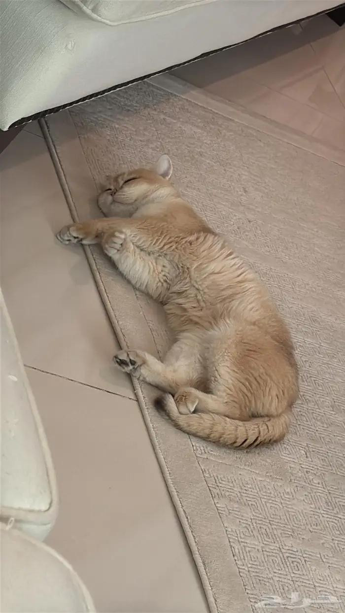 للبيع قط سكوتش قولد شنشلا 3