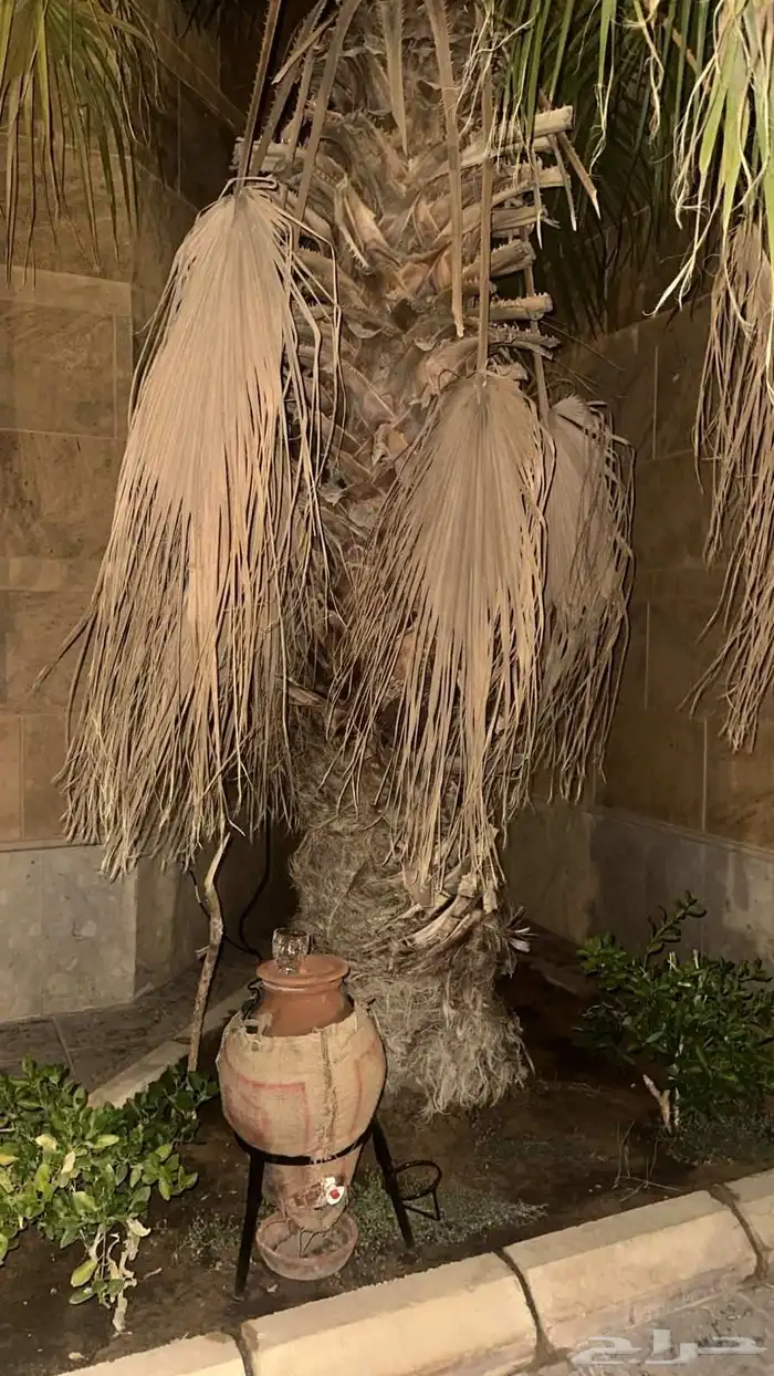 معلم تنظيف نخل وتنسيق الحدائق 5