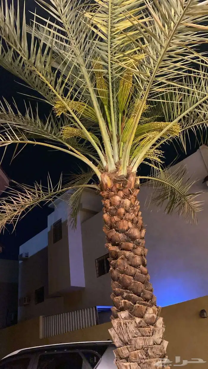 معلم تنظيف نخل وتنسيق الحدائق 4