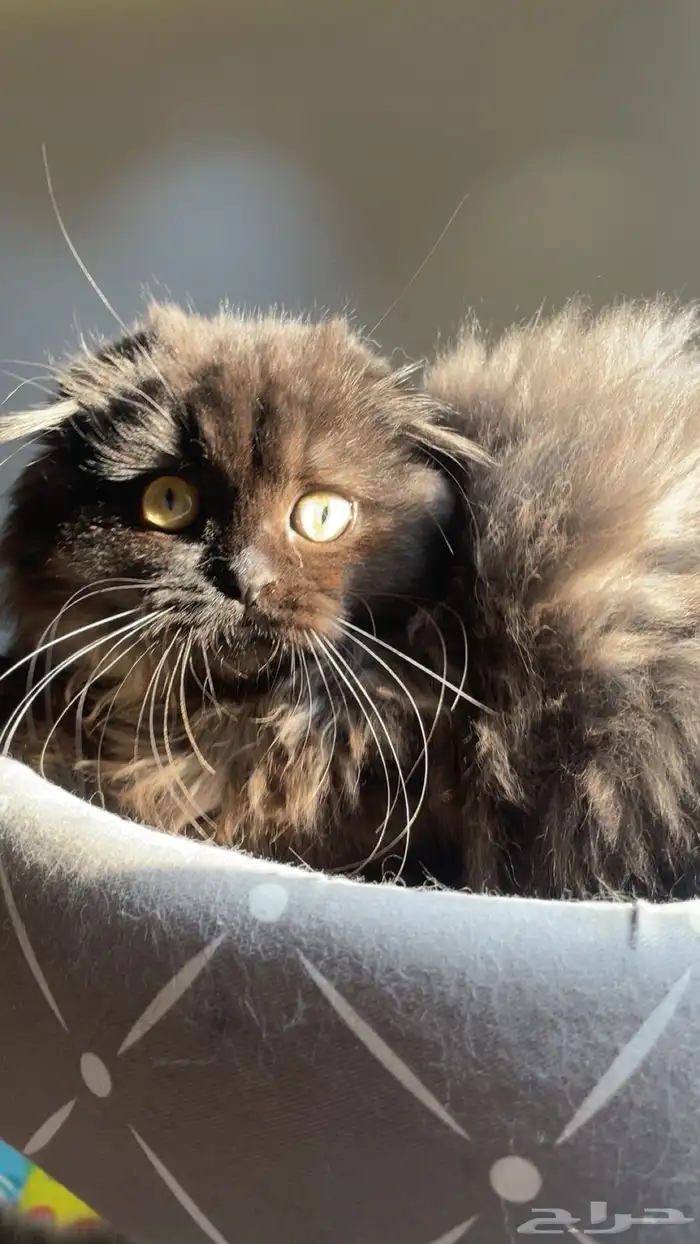 pure Scottish Fold Long hair kitten for SALE 300 sar 0