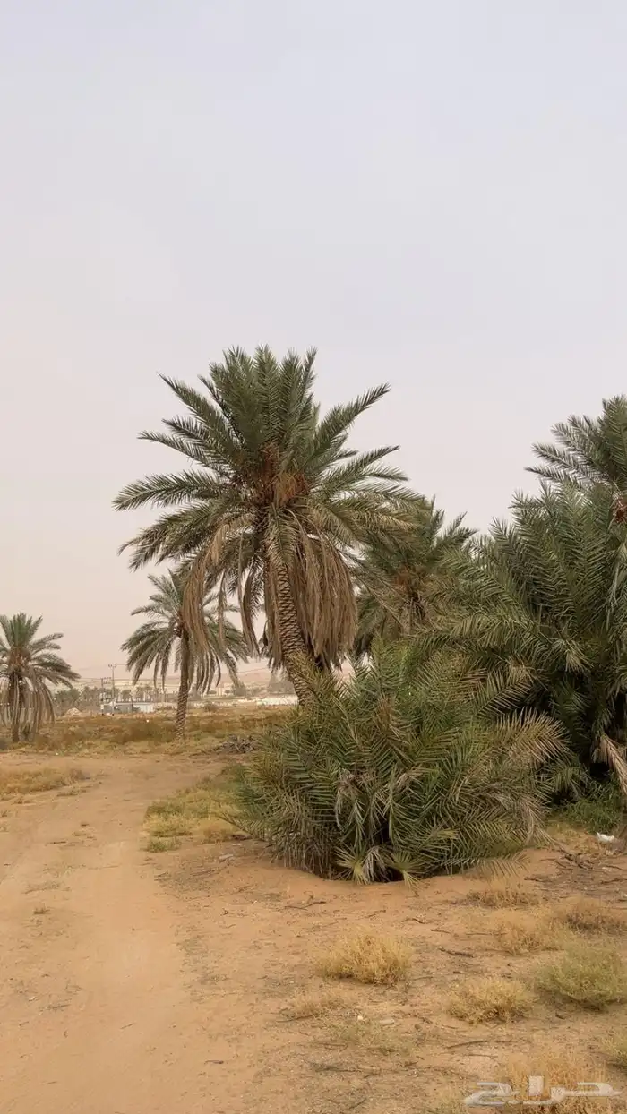 معلم تنظيف نخل وتنسيق الحدائق 0