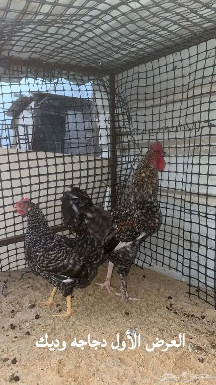 للبيع ديكين ودجاجه 0