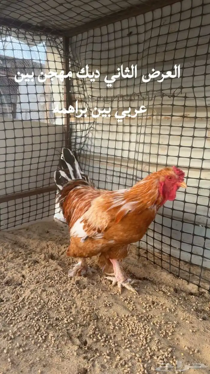 للبيع ديكين ودجاجه 1