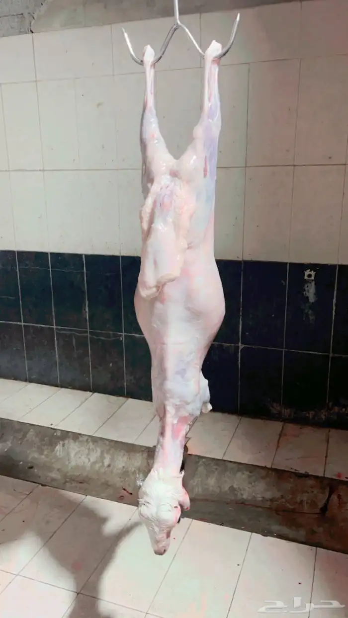 محمد جزار من مصر مقيم بالسعودية ببحث عن أي عمل في اي ملحمه 0