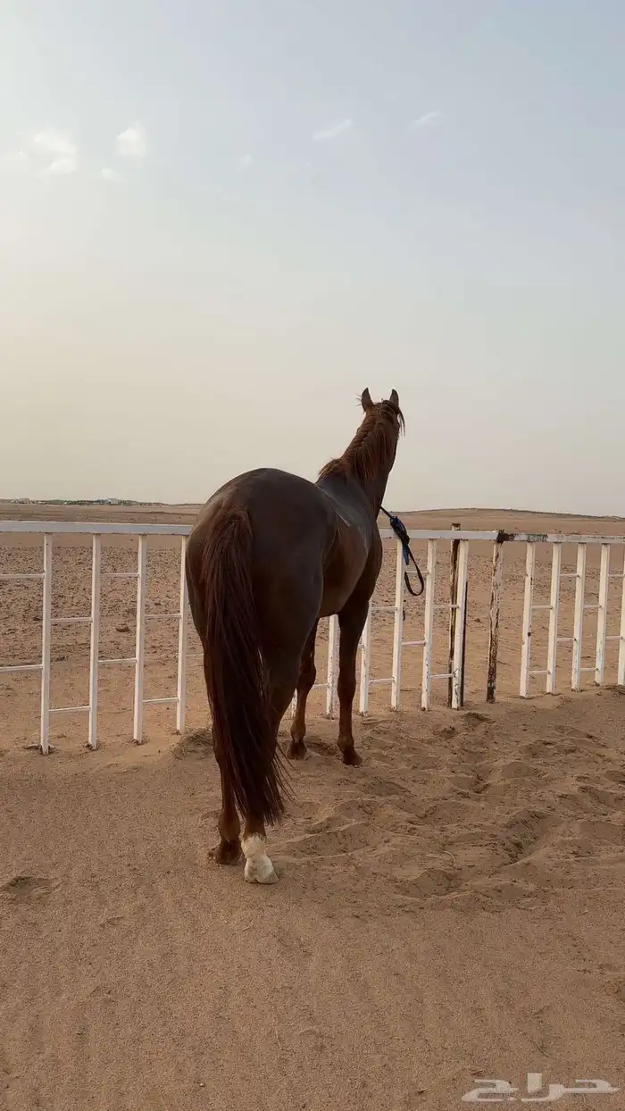 حصان واهو بأوراقه 4