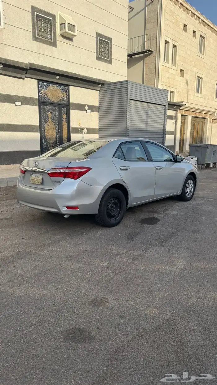 كوريلا للبيع 7