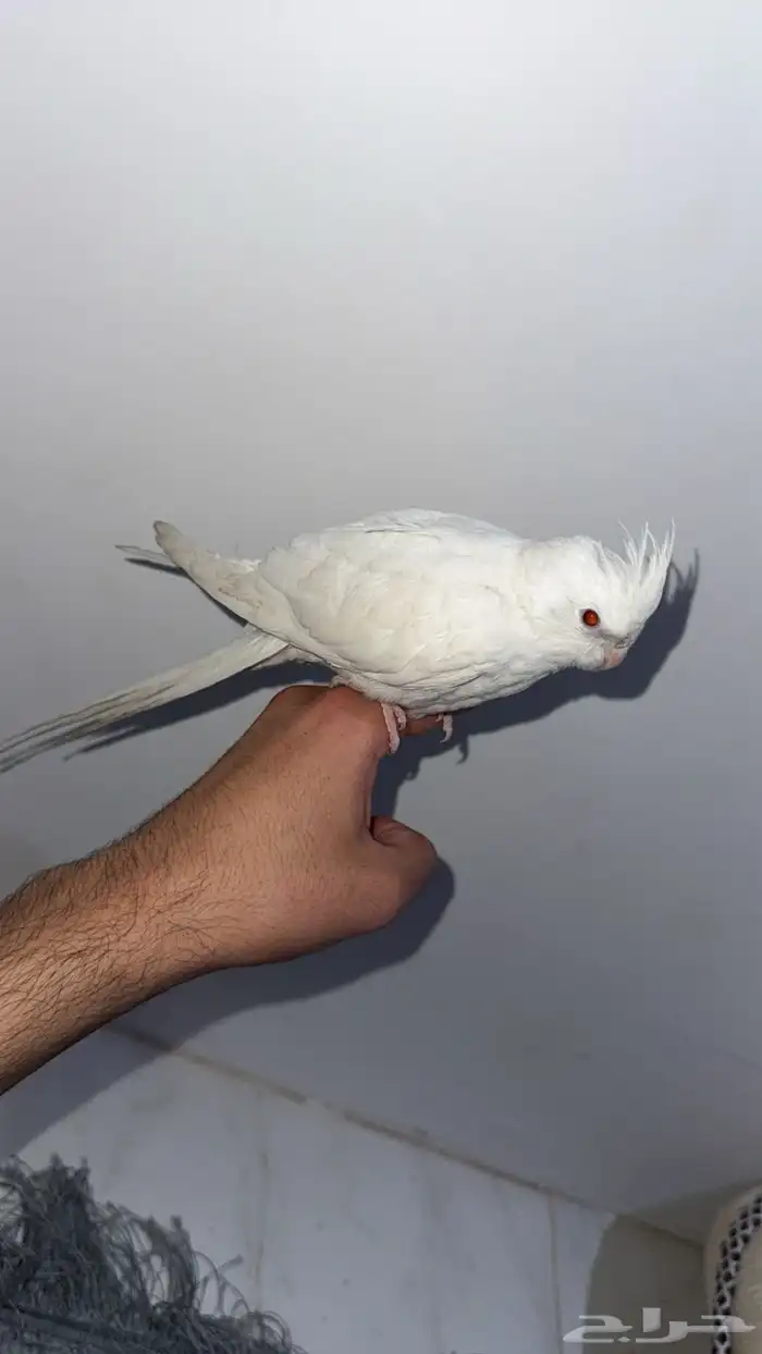 كروان اللبينو اليف 1