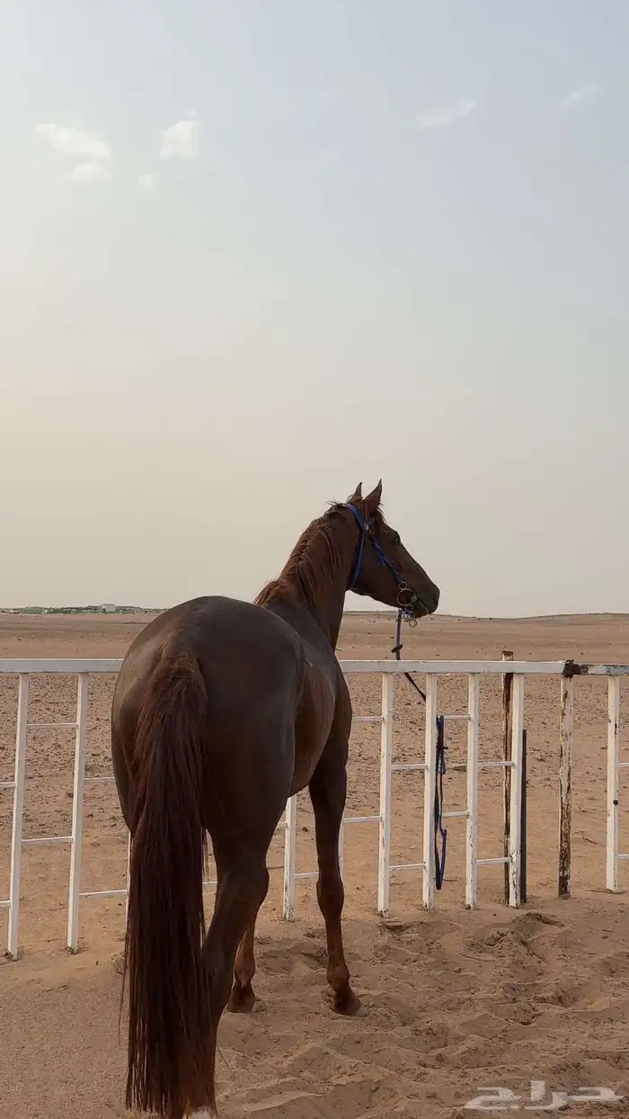 حصان واهو بأوراقه 3