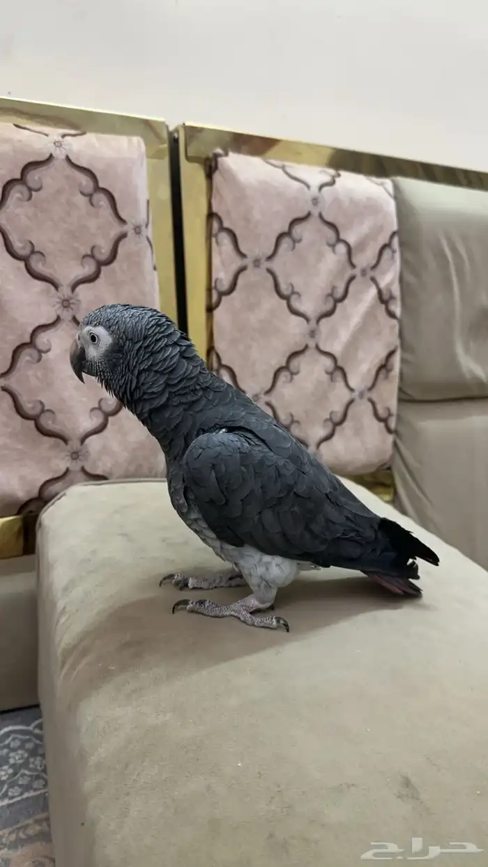 ببغاء كاسكو 5