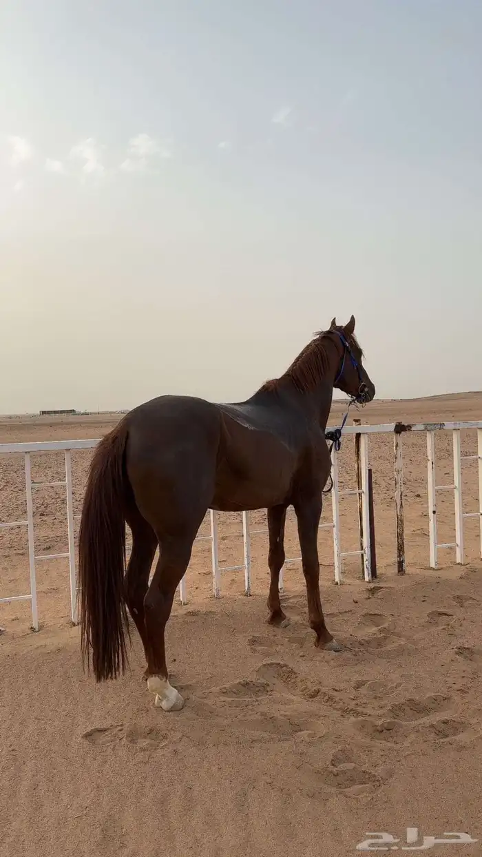 حصان واهو بأوراقه 2