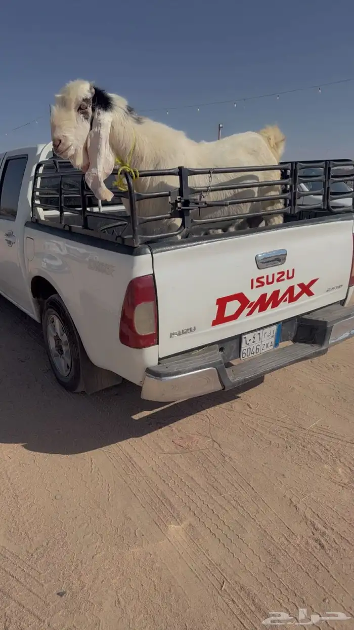 فحل هولندي 0