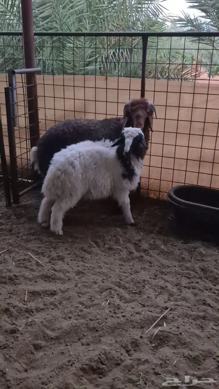 نعيمي وحري 1