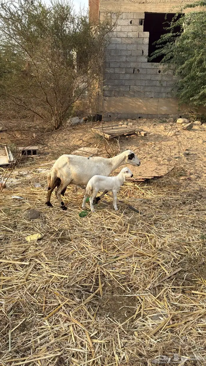 نعجه منتوج 1