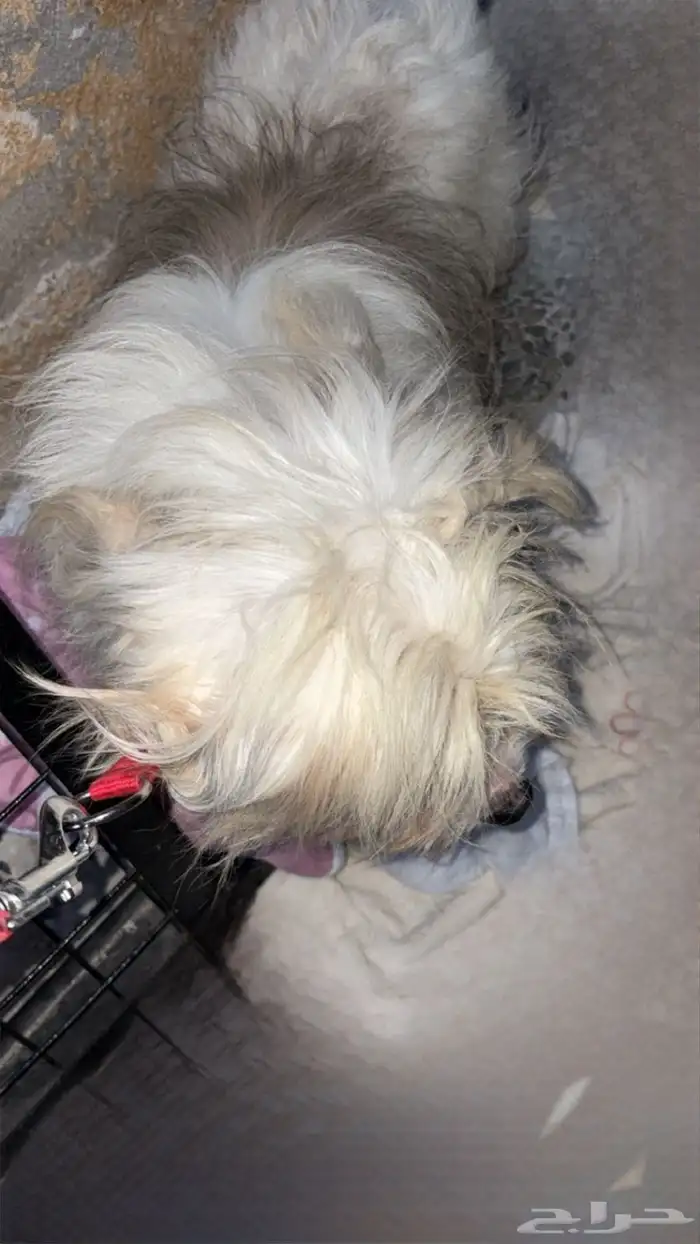 كلب مالتيز 2