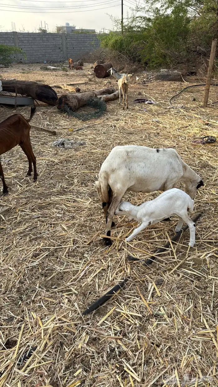 نعجه منتوج 0