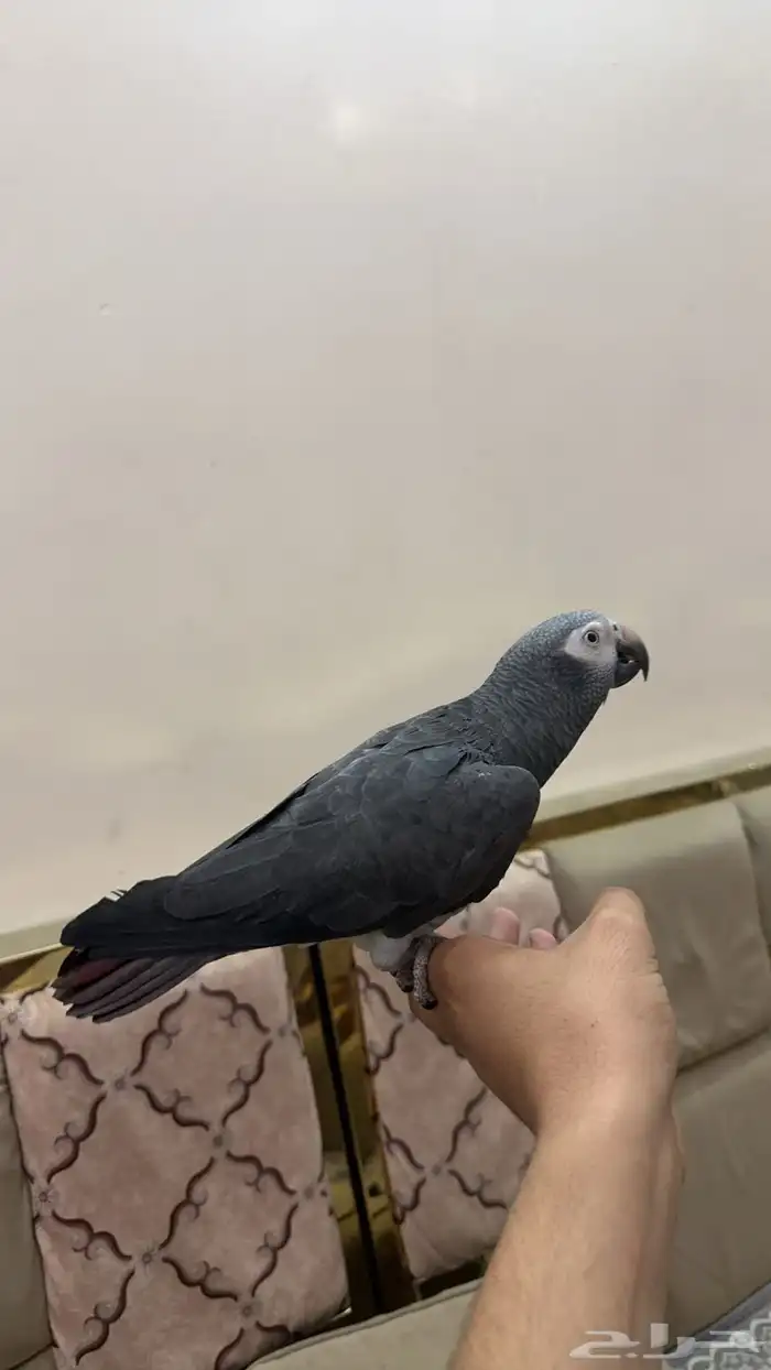 ببغاء كاسكو 1