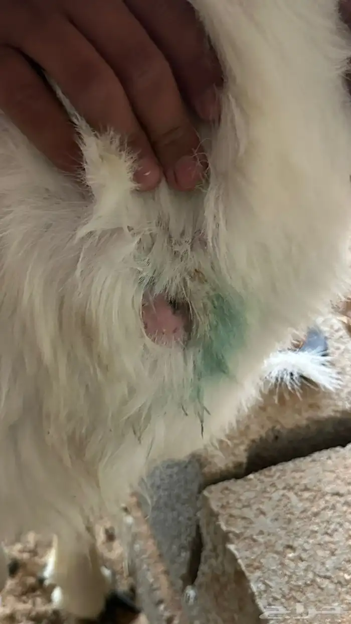 جذع حري مقفل شحم وطرف وذنبه 0