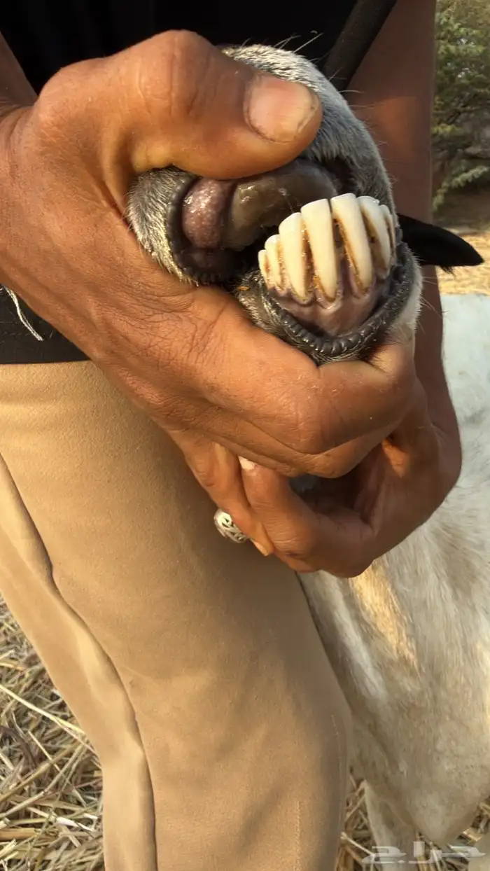 نعجه منتوج 2