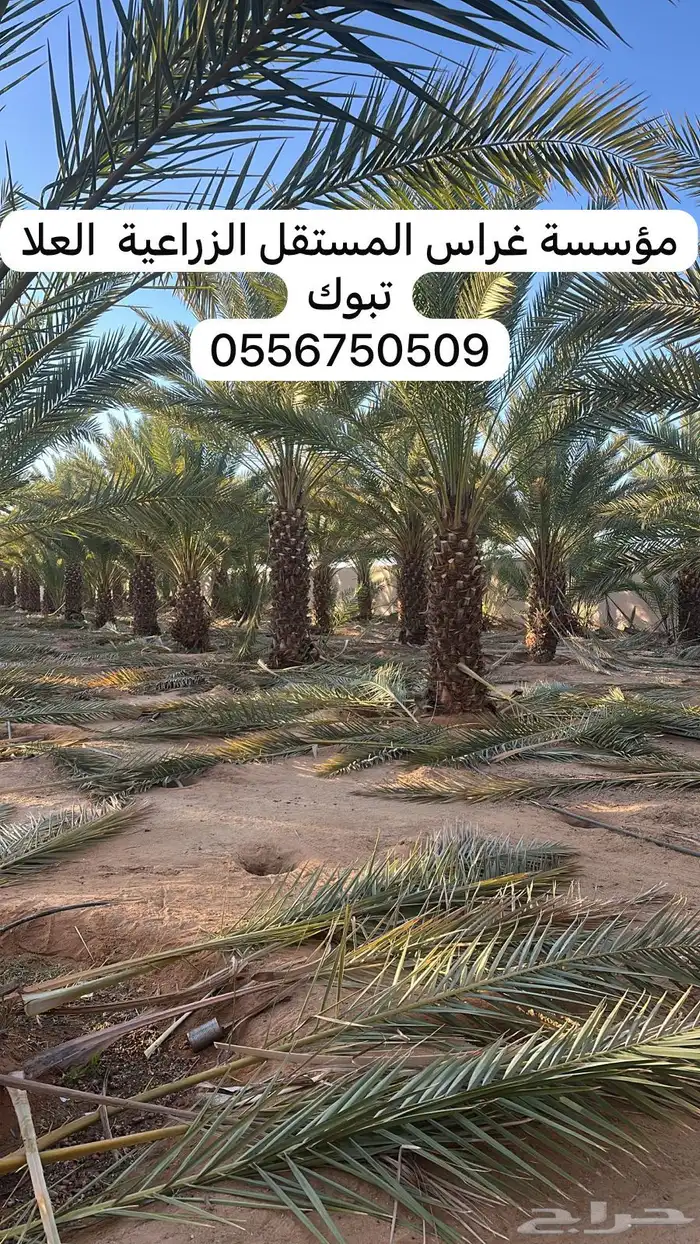 جريد نخل اخضر وناشف 0