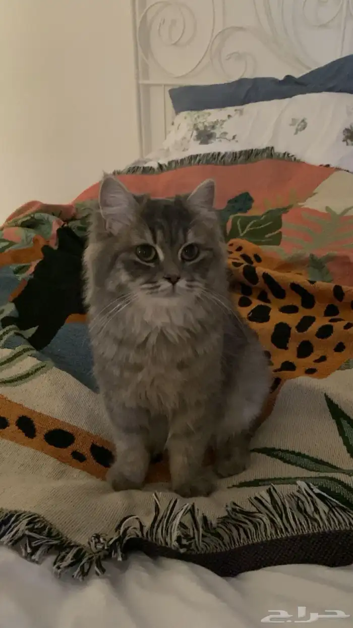 قطة رومانية للتبني 1