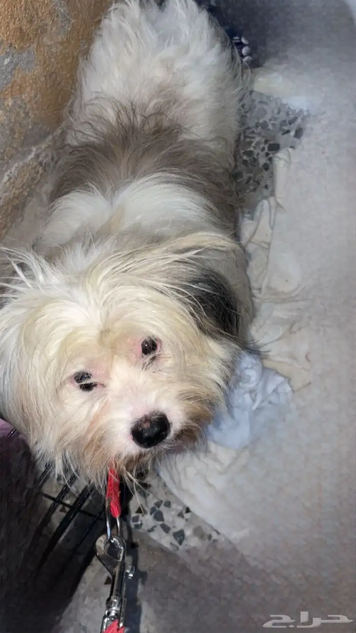 كلب مالتيز 1