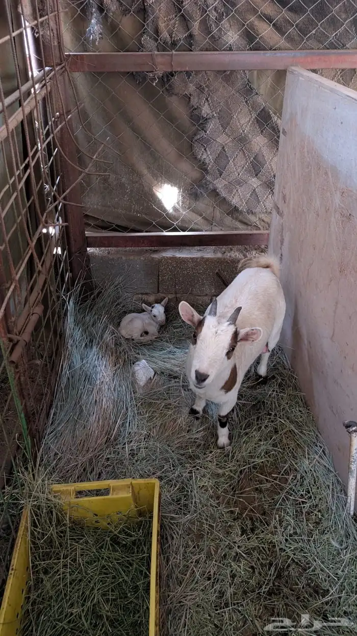 ماعز قزم فحل وانثتين كل وحدة معها عناق 1