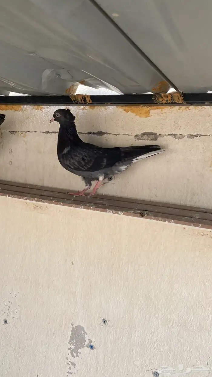 طبات قطايف جاهزه للمطير والترسيم العدد4 1