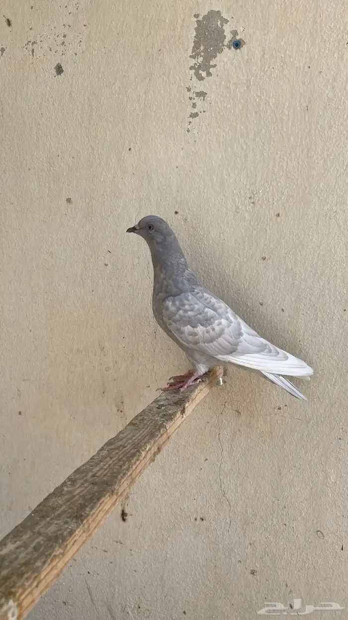 طبات قطايف جاهزه للمطير والترسيم العدد4 2