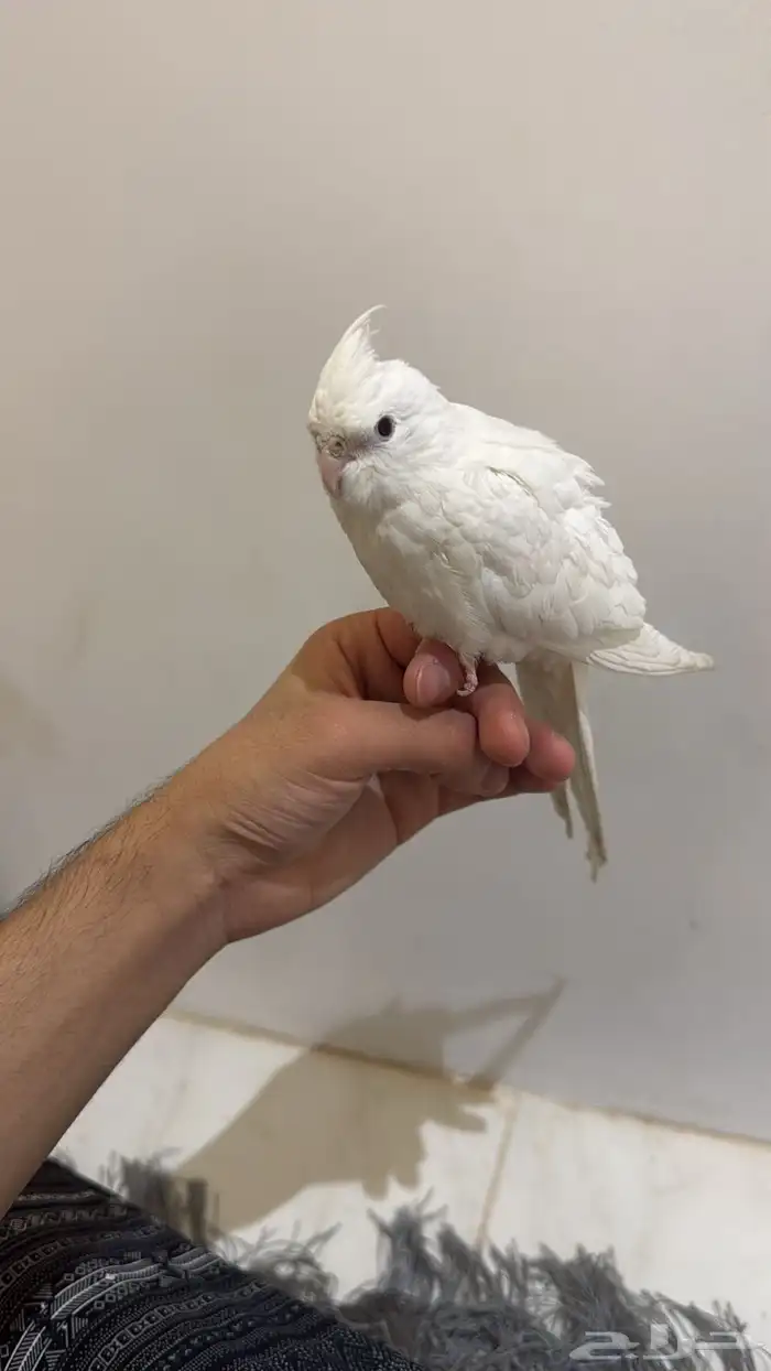 كروان اللبينو اليف 0