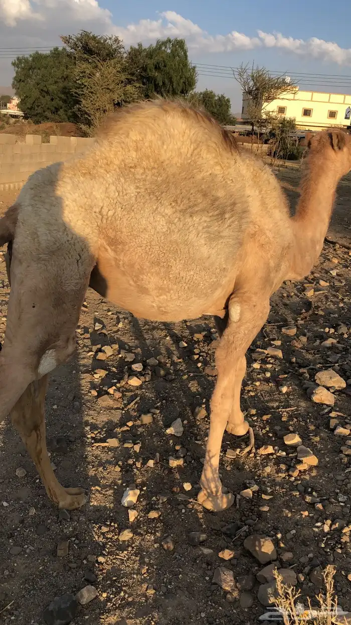 بكره مفروده للبيع اثمان 5