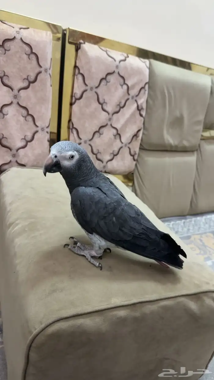 ببغاء كاسكو 2