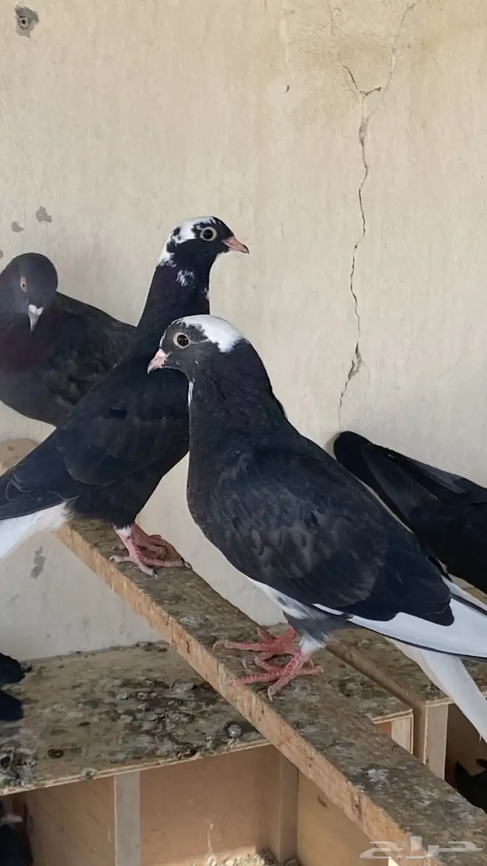 طبات قطايف جاهزه للمطير والترسيم العدد4 0