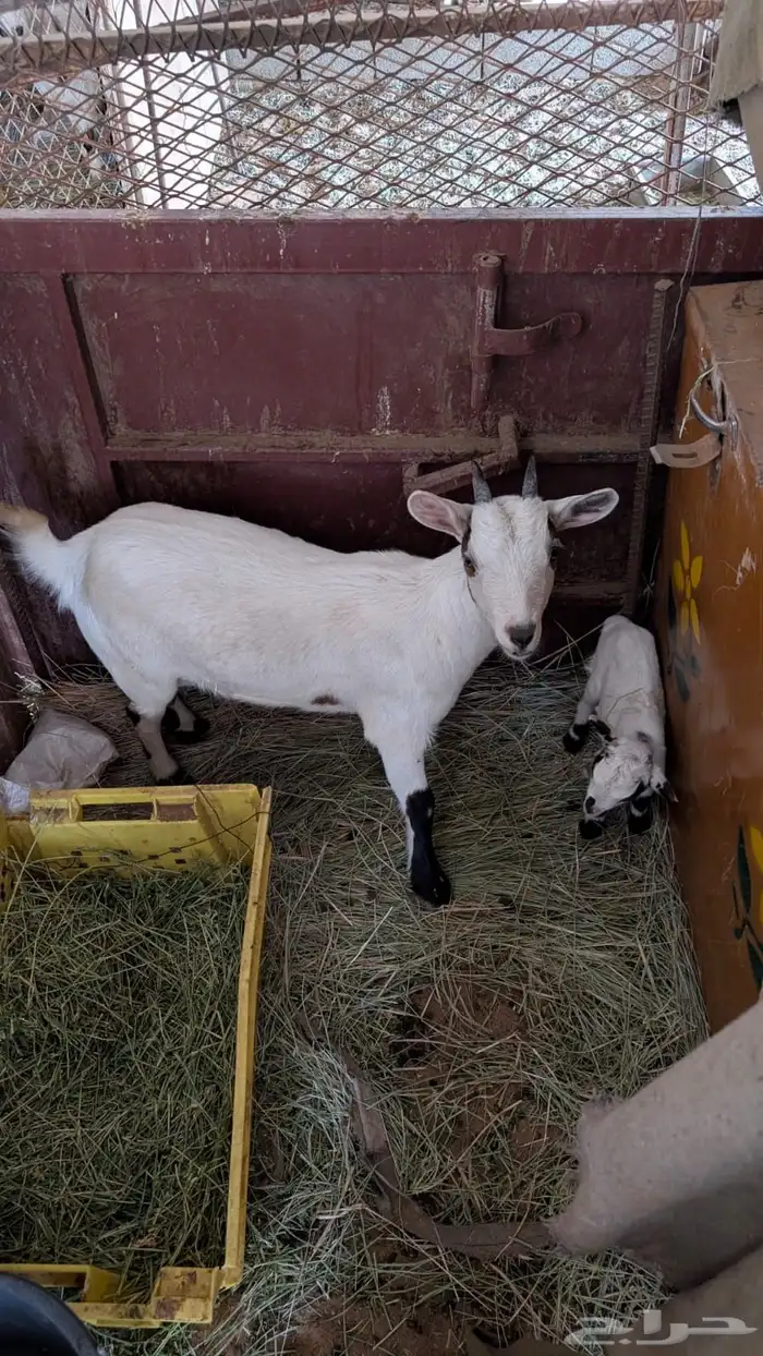 ماعز قزم فحل وانثتين كل وحدة معها عناق 2