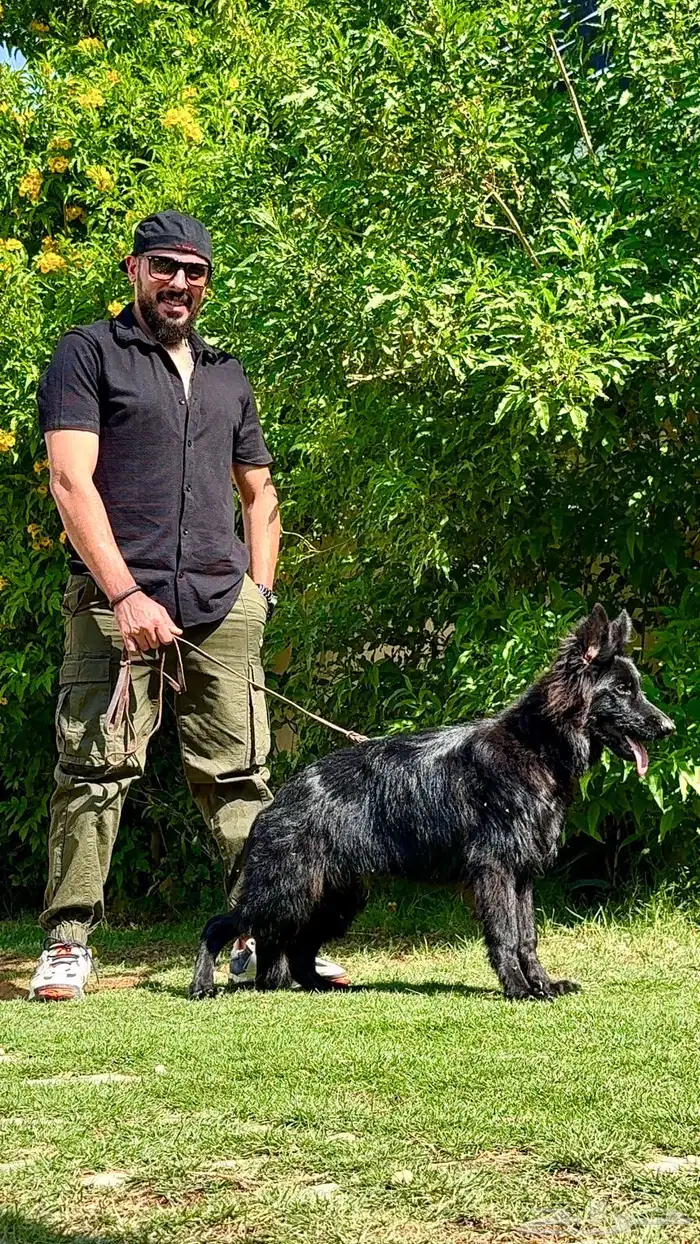 كلاب جيرمن 3