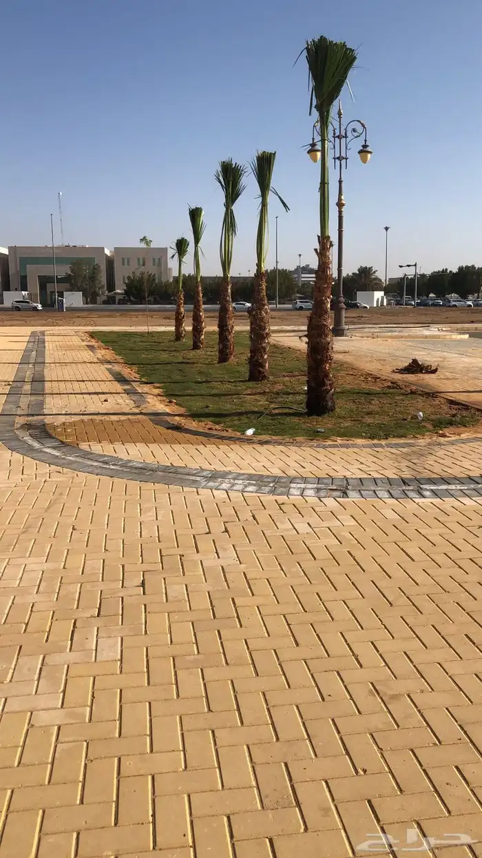 نخيل امريكي زينه نخيل واشنطنيا زينه 13