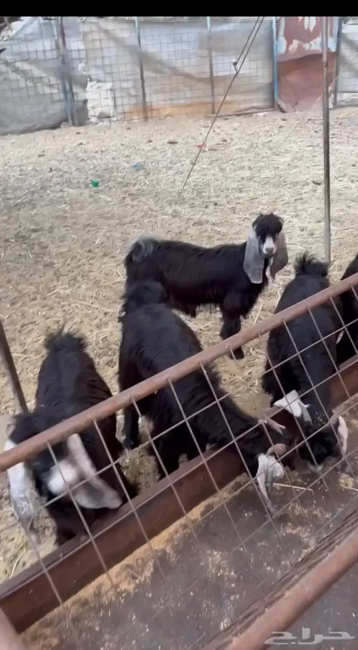 للبيع 3 جفرات وتيسين 0