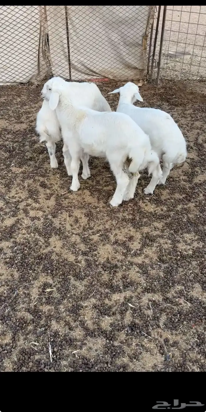 طليان. طيبه العمر شهرين 0