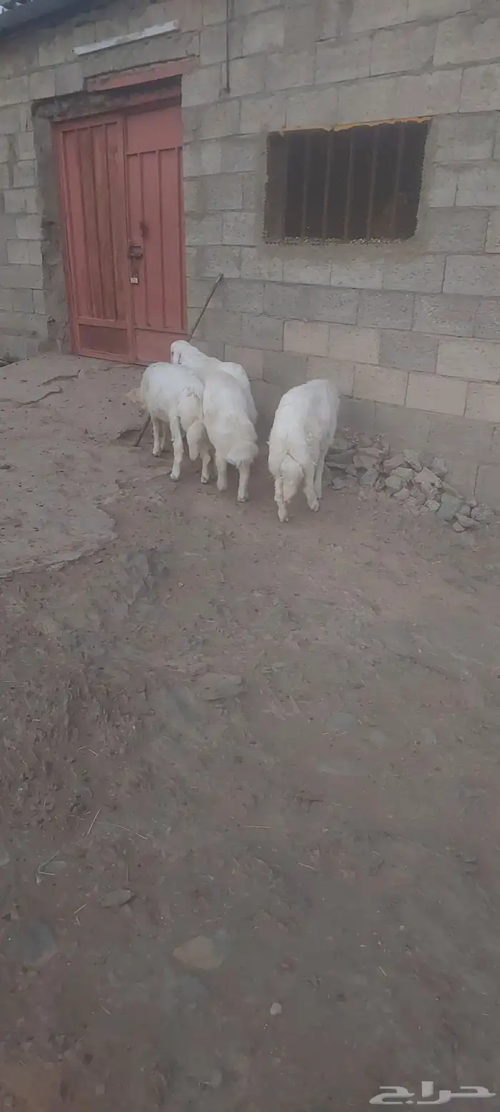 خرفان ذبايح 4