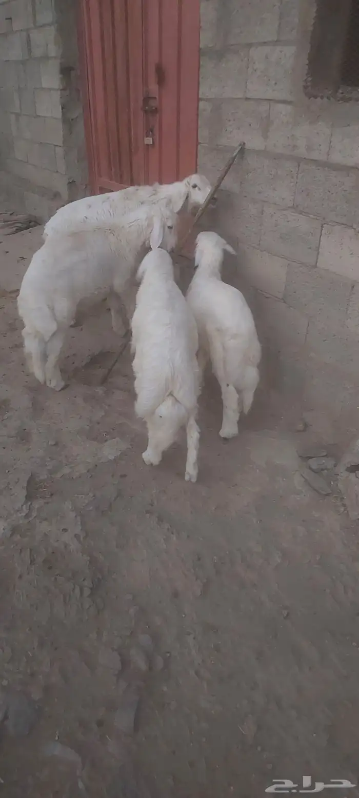 خرفان ذبايح 6