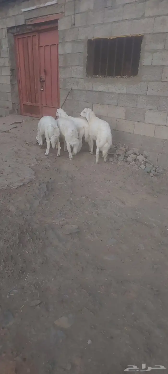 خرفان ذبايح 7