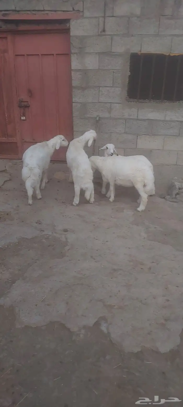 خرفان ذبايح 0