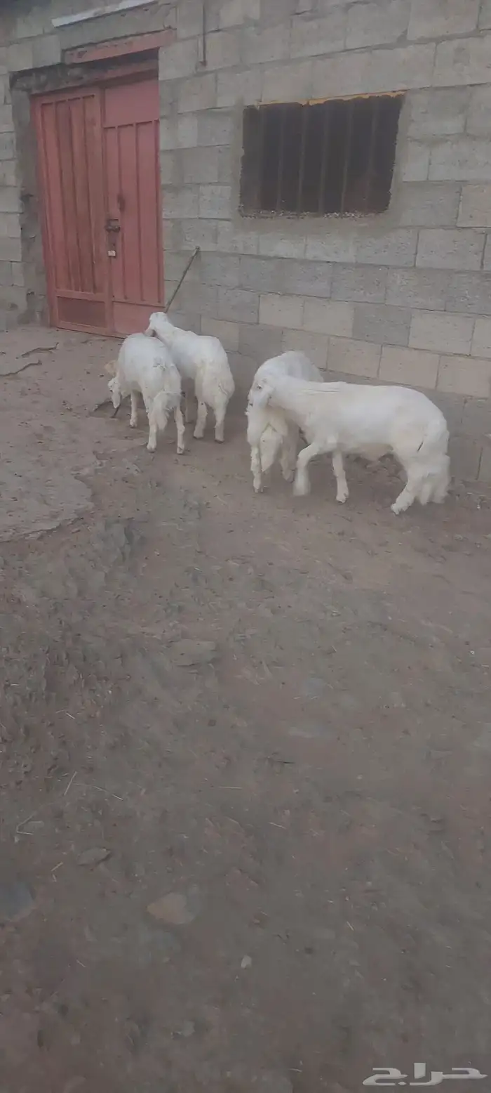 خرفان ذبايح 8