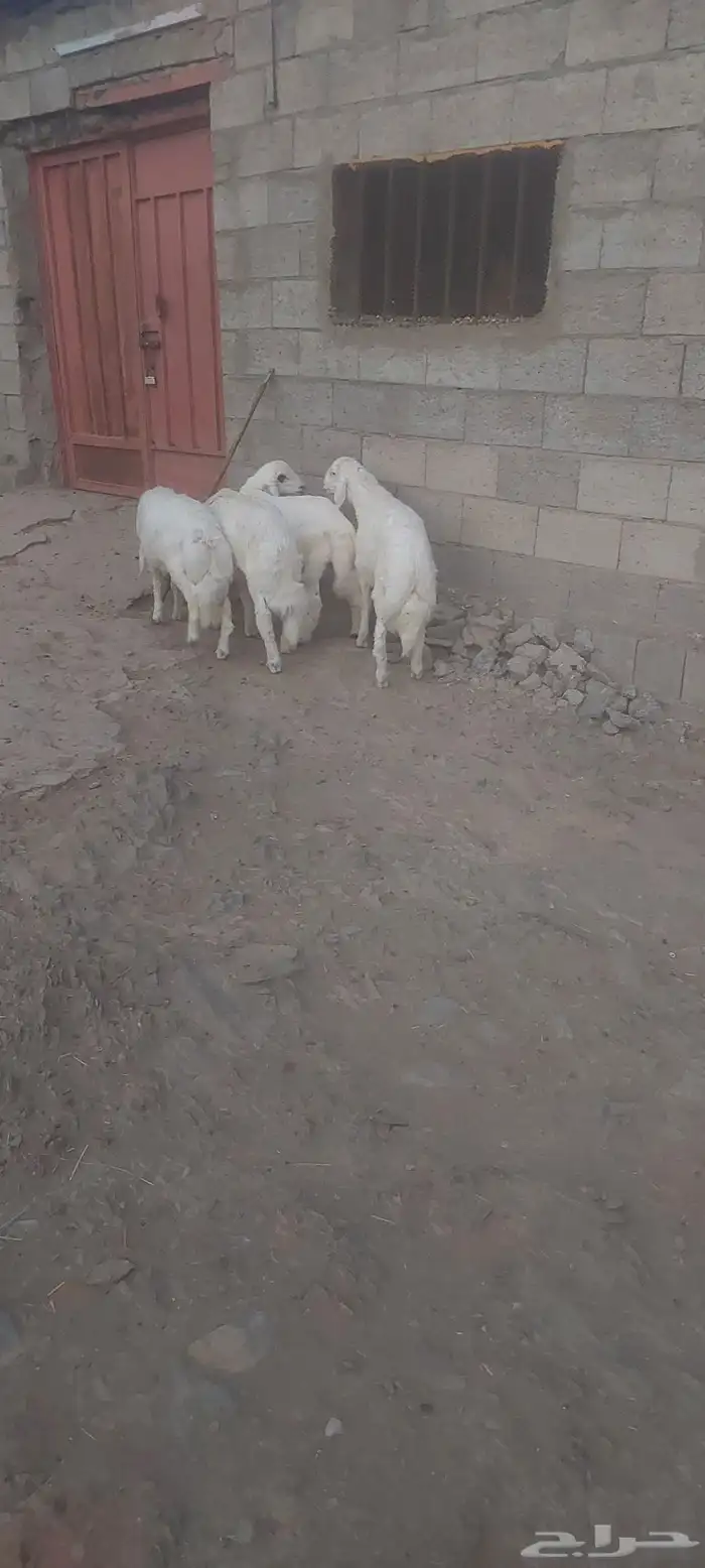 خرفان ذبايح 2