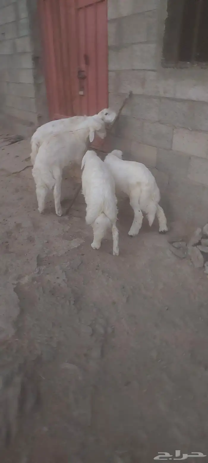 خرفان ذبايح 5