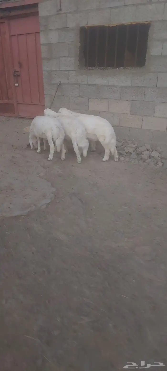 خرفان ذبايح 1