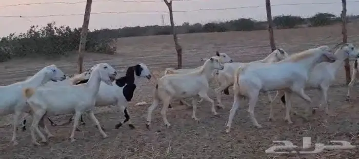 33 ماعز بيشي عياله 24 القنفذة 2