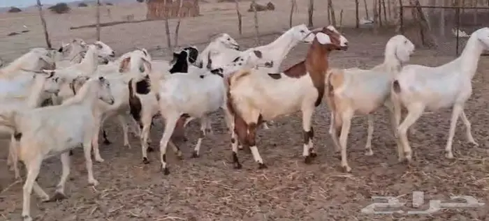 33 ماعز بيشي عياله 24 القنفذة 0