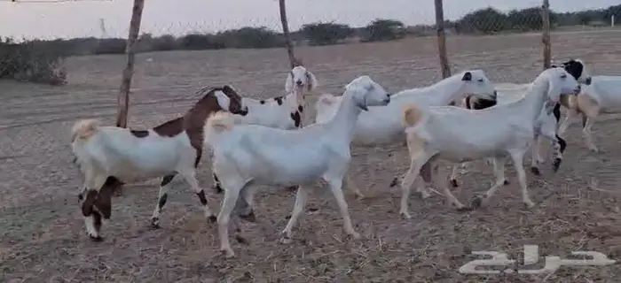 33 ماعز بيشي عياله 24 القنفذة 1