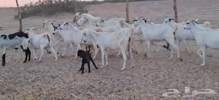 33 ماعز بيشي عياله 24 القنفذة 3